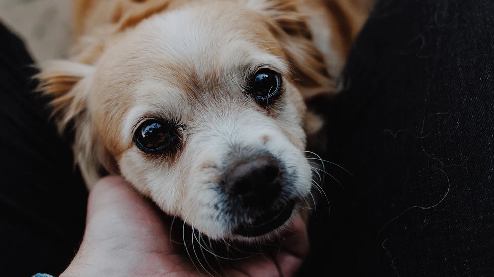 5 Tips for Training Your Puppy