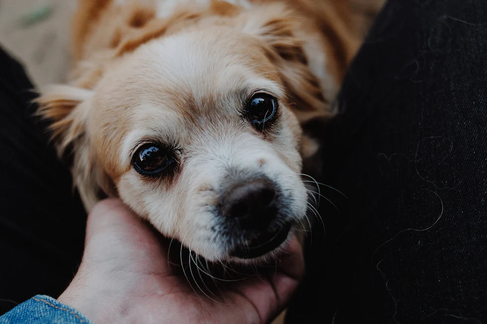 5 Tips for Training Your Puppy